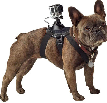 Dog chest strap harness for GoPro attachment