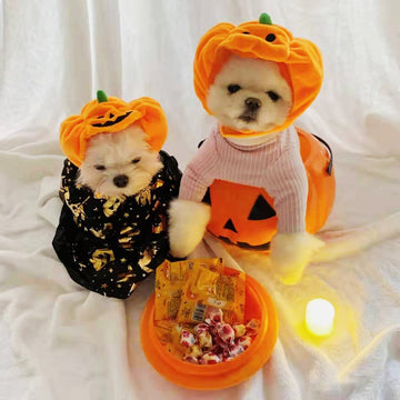 Halloween Pumpkin Hat for cats & small dogs