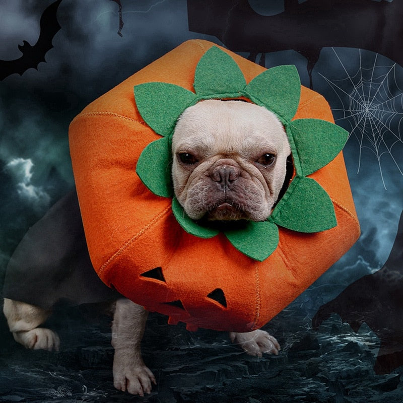 Pet Halloween Pumpkin Collars 🐶🎃